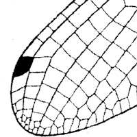 insect wing
